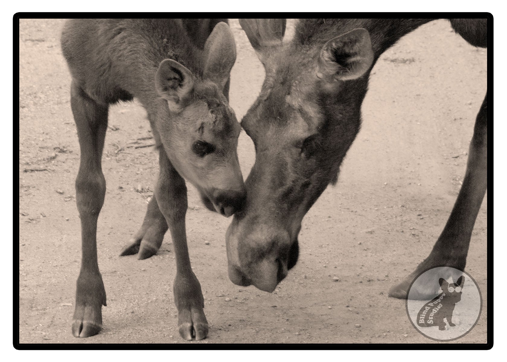 Printed Art Photography Cards by Tony Adamo